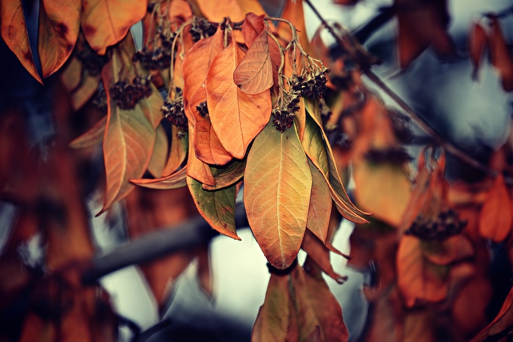 an image of dried leaves