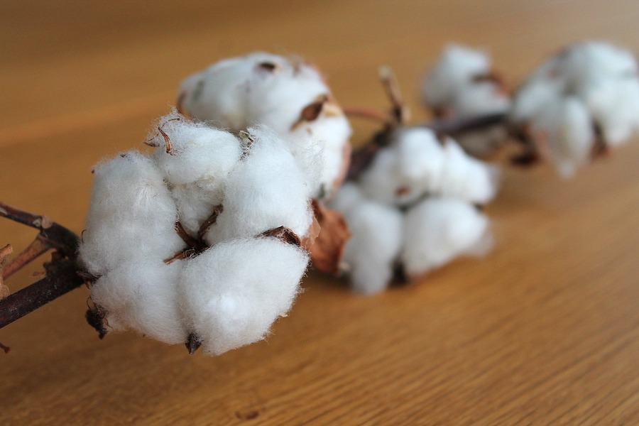 cotton image