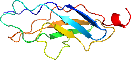 3D structure of titin