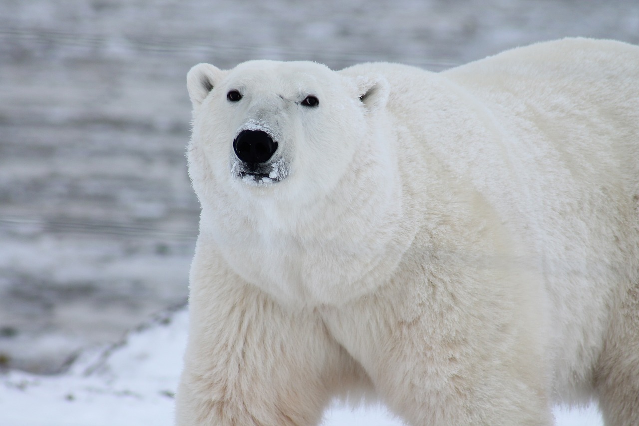 image of a polar bear